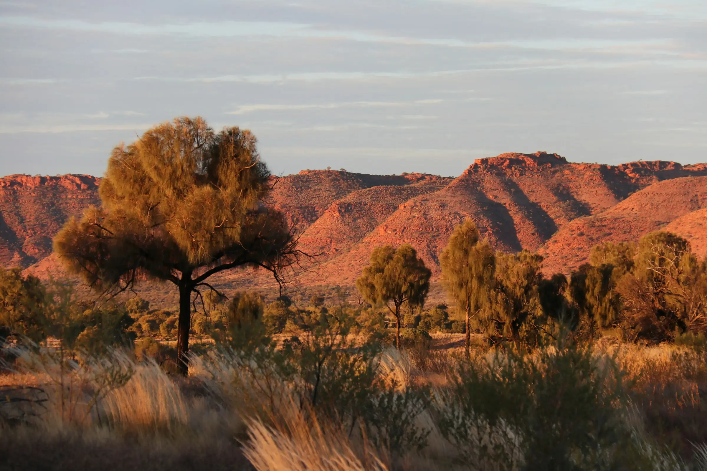 Distant red hills and desert oak trees in the Northern Territory, Australia