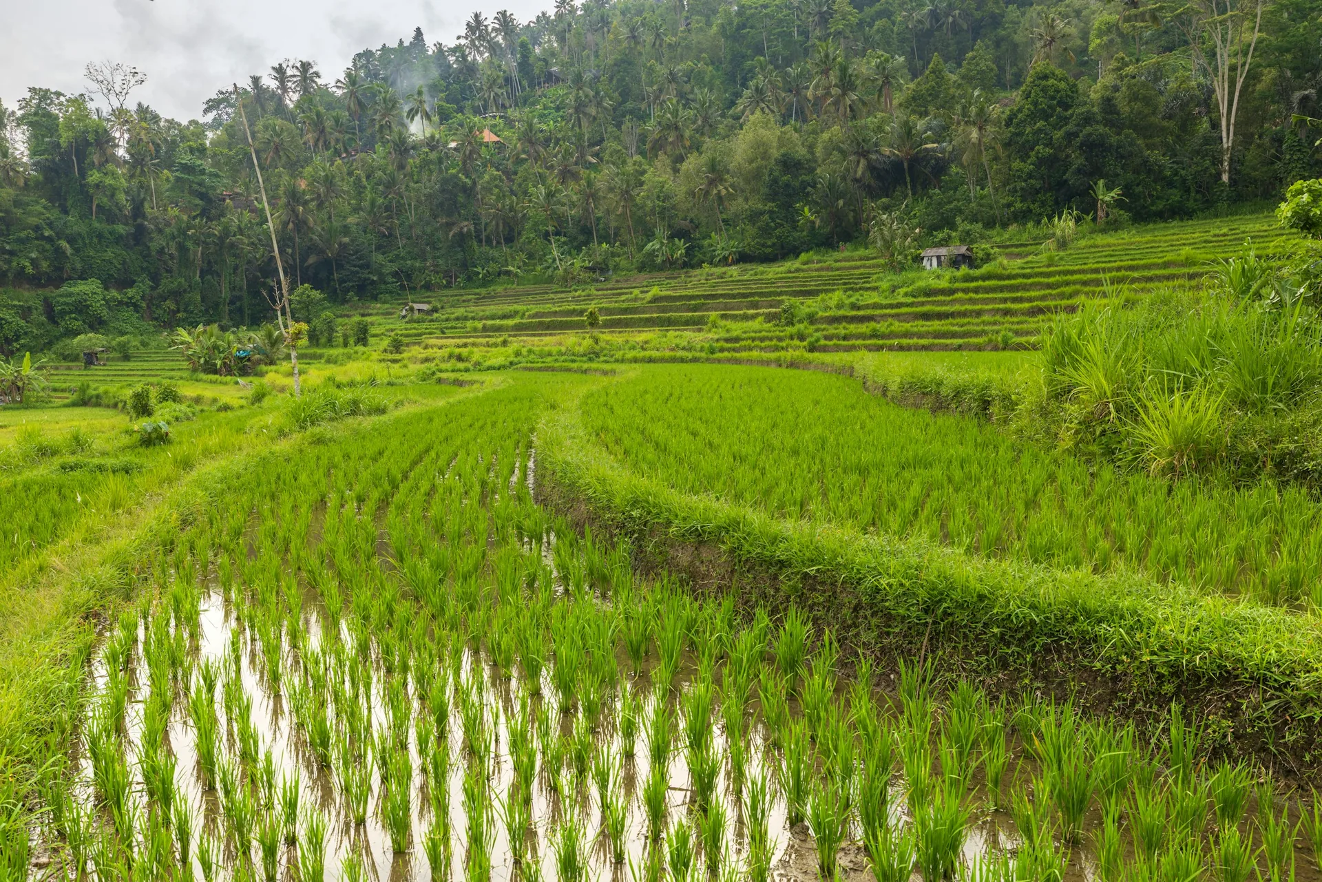 Flooded rice paddies on the Sidemen terraces in east Bali
