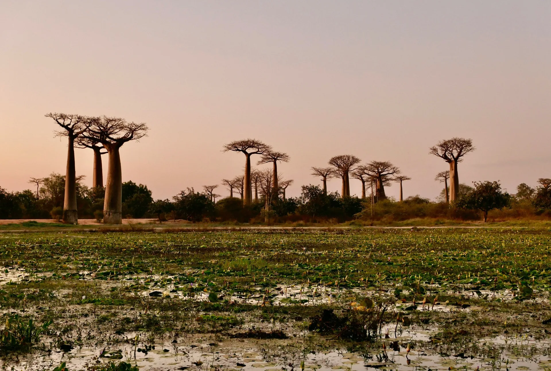 Baobab trees along the Avenue of the Baobabs near Morondava, Madagascar, at dusk, with a pond of water lilies in the foreground